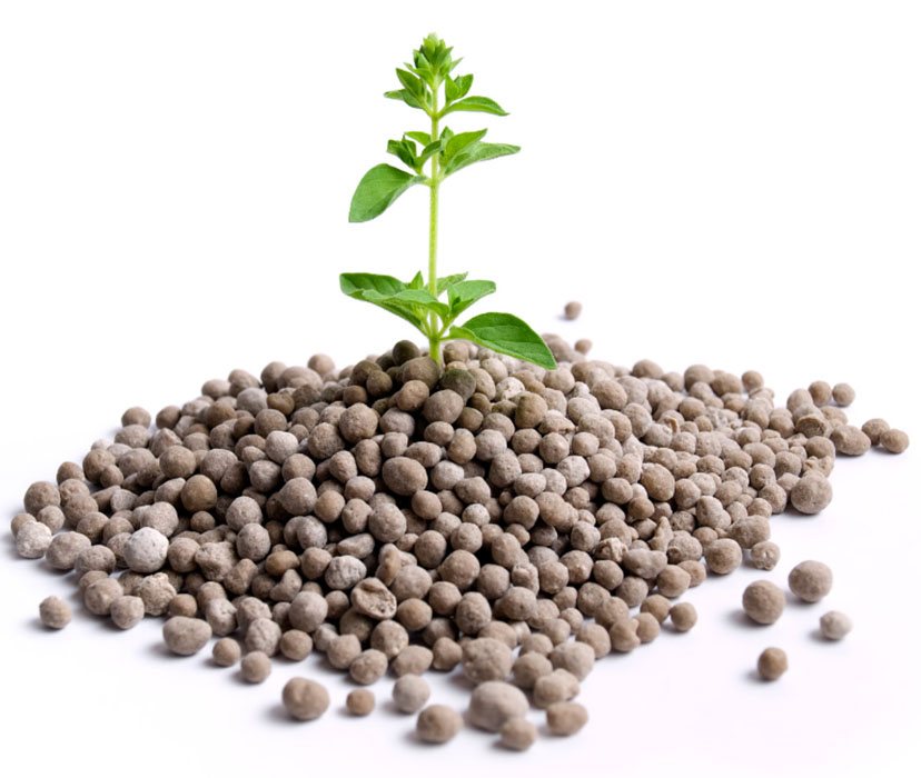Seedling growing from fertilizer granules