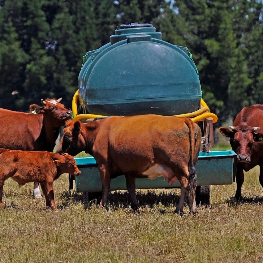 Cattle at a feed tank